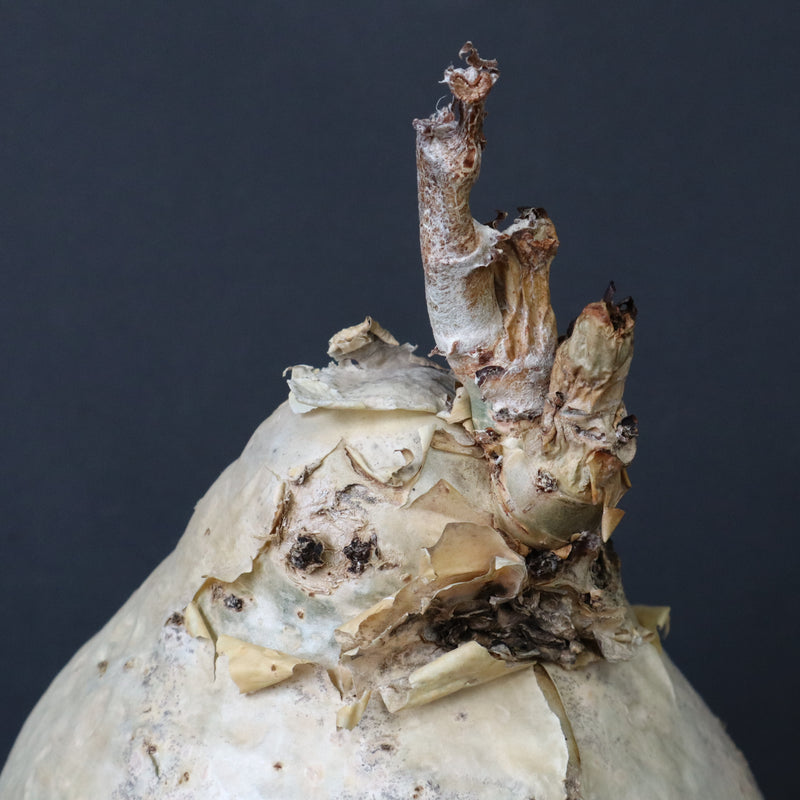 C.セイチアナ　2