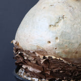 C.セイチアナ　2