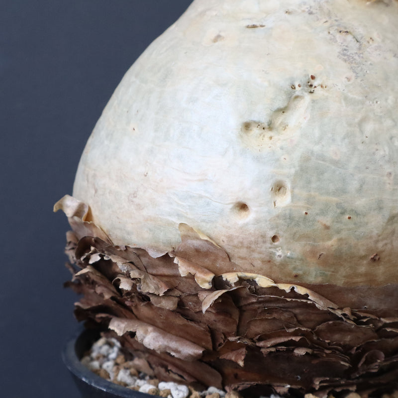 C.セイチアナ　2