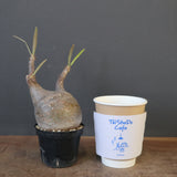 P.グラキリス 1749