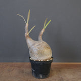 P.グラキリス 1749