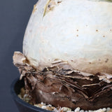 C.セイチアナ　2