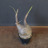 P.グラキリス 1749