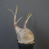 P.グラキリス 1749