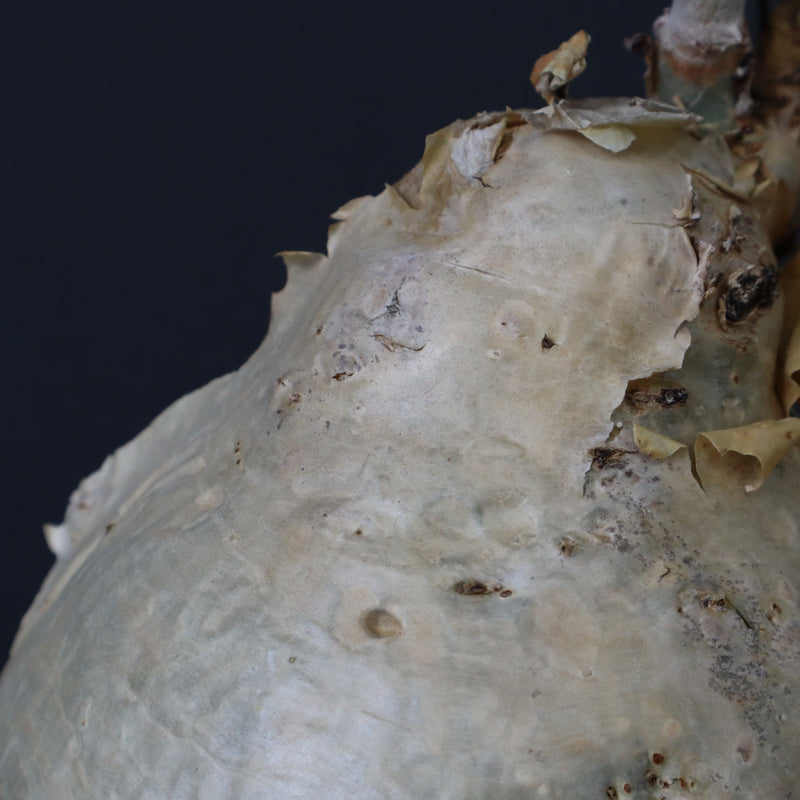 C.セイチアナ　2