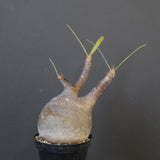 P.グラキリス 1749