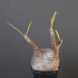 P.グラキリス 1749