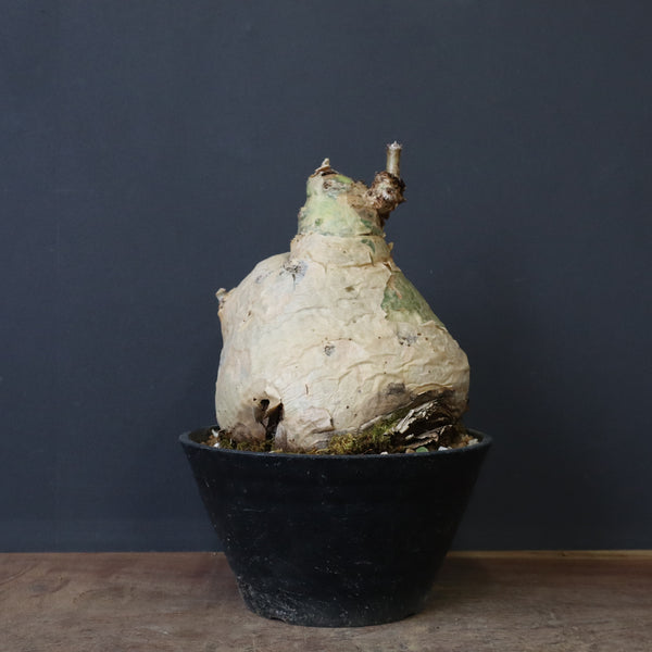 C.セイチアナ　EC1217