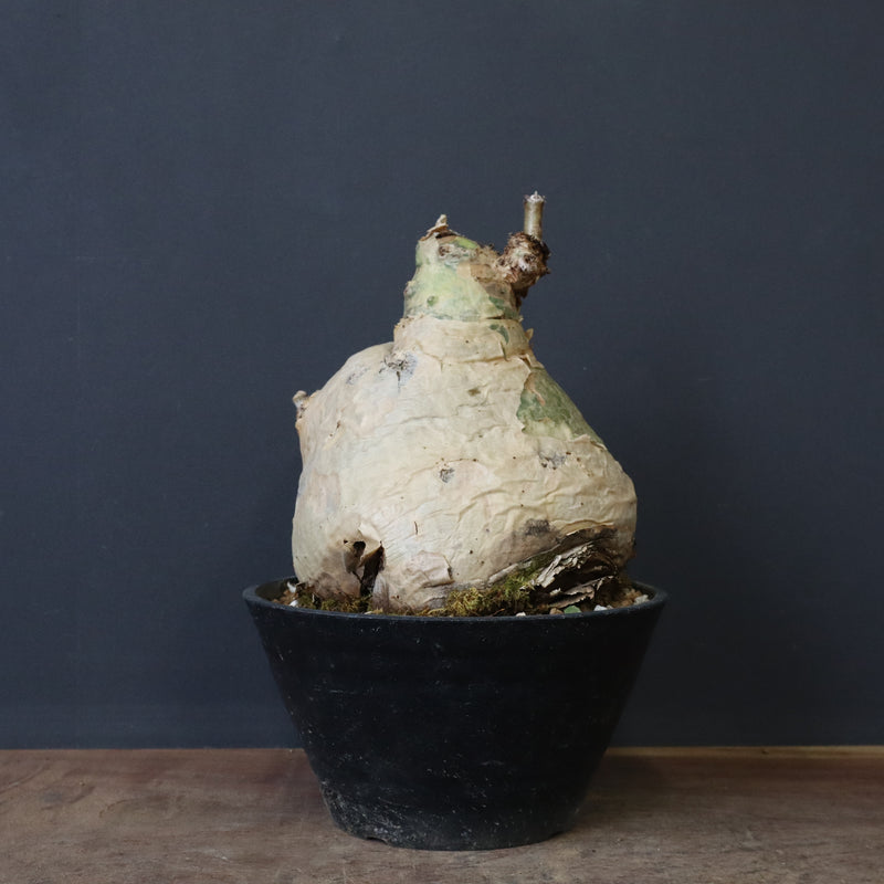 C.セイチアナ　EC1217