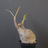 P.グラキリス 1749