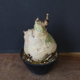 C.セイチアナ　EC1217