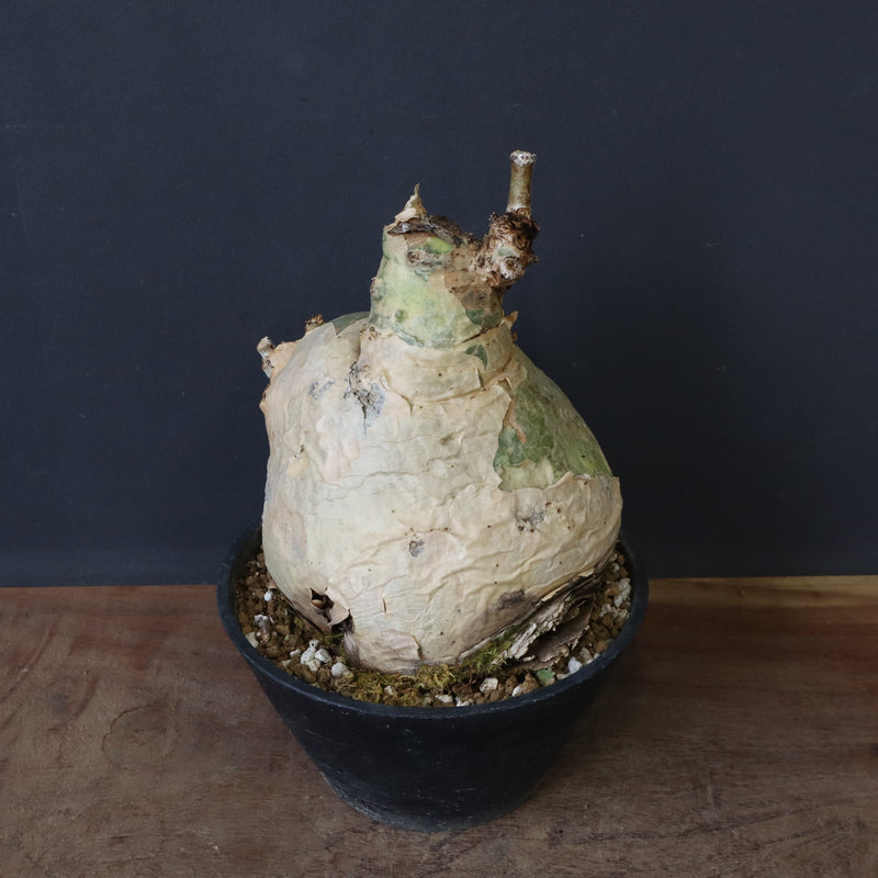 C.セイチアナ　EC1217