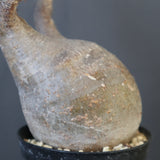 P.グラキリス 1749