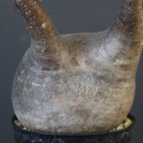 P.グラキリス 1749