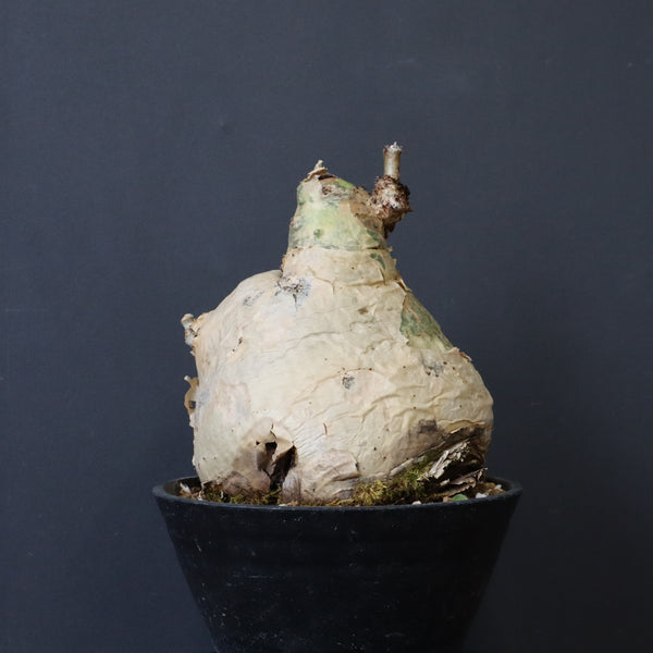 C.セイチアナ　EC1217