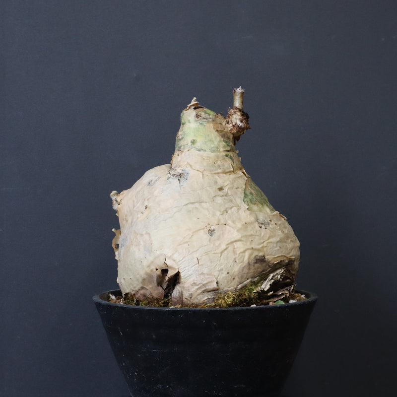 C.セイチアナ　EC1217