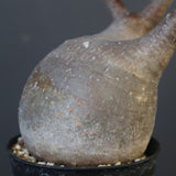 P.グラキリス 1749