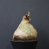 C.セイチアナ　EC1217