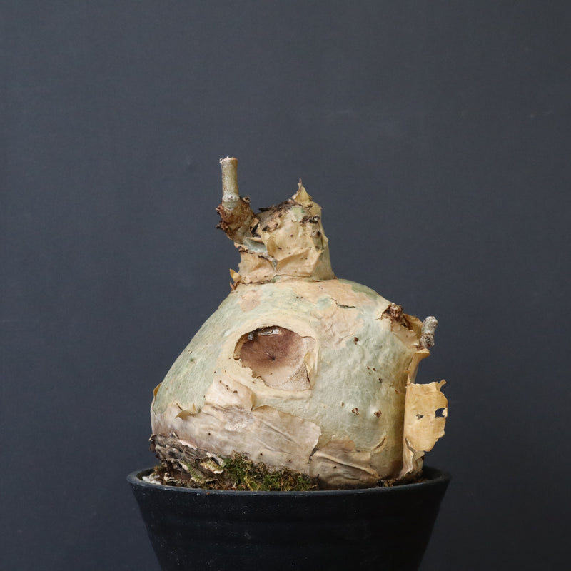 C.セイチアナ　EC1217