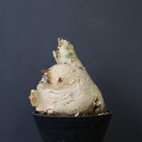 C.セイチアナ　EC1217