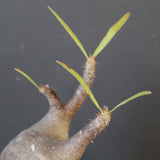 P.グラキリス 1749