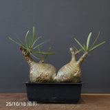 P.グラキリス 132