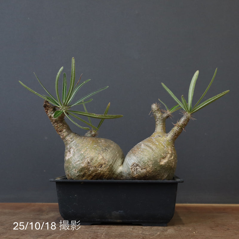 P.グラキリス 132