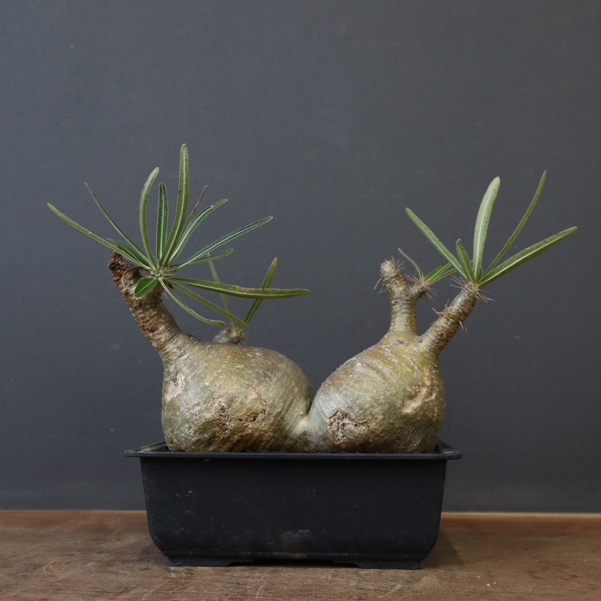 カキドオシしそ科 コンパニオンプランツ グランドカバー お茶 薬草