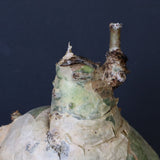 C.セイチアナ　EC1217