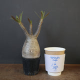 P.グラキリス 1752