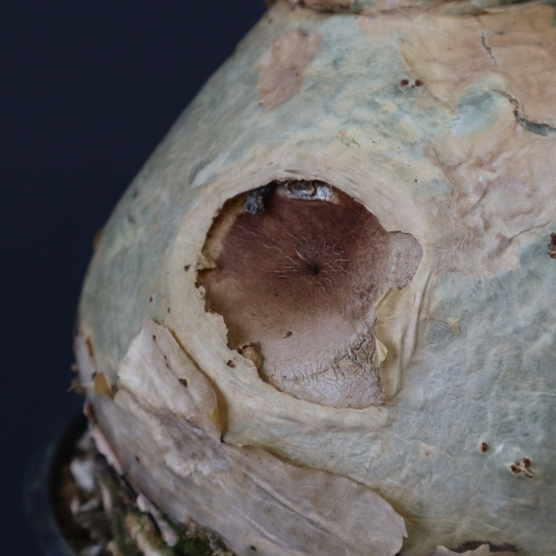 C.セイチアナ　EC1217