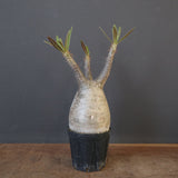 P.グラキリス 1752