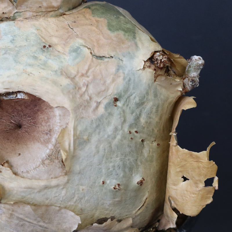 C.セイチアナ　EC1217