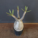 P.グラキリス 1752