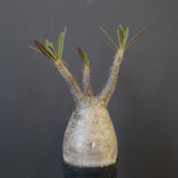 P.グラキリス 1752