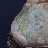 C.セイチアナ　EC1217