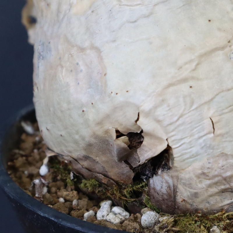 C.セイチアナ　EC1217