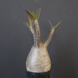 P.グラキリス 1752