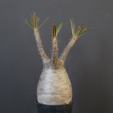 P.グラキリス 1752