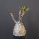 P.グラキリス 1752