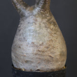 P.グラキリス 1752