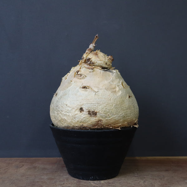 C.セイチアナ　EC1218