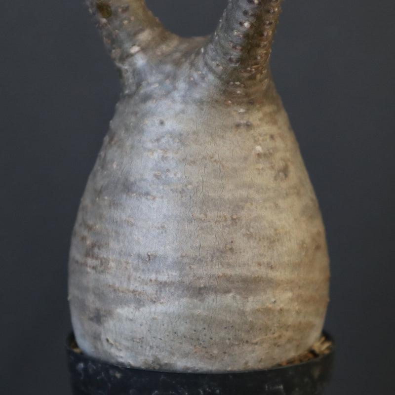 ホリダ グラキリス P.グラキリス 1752 – TaiShoDo ONLINE SHOP