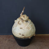 C.セイチアナ　EC1218