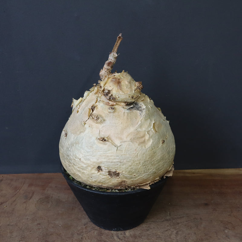 C.セイチアナ　EC1218