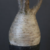 P.グラキリス 1752