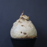 C.セイチアナ　EC1218