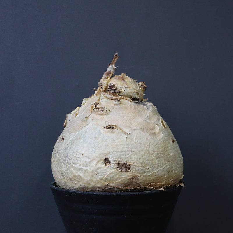 C.セイチアナ　EC1218