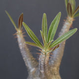 P.グラキリス 1752