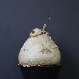 C.セイチアナ　EC1218